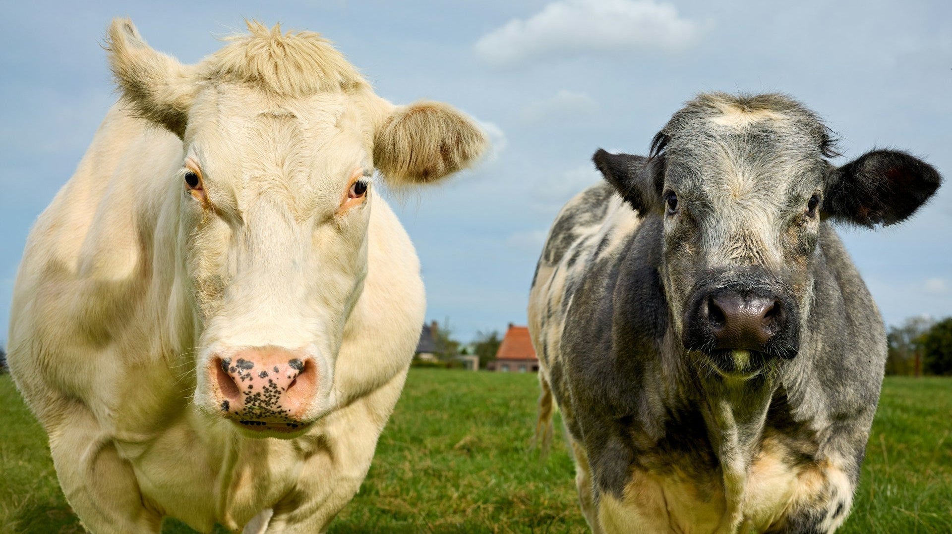 Meatflation: Is Premium Jidori Chicken Better Value and More Affordable Than Beef?