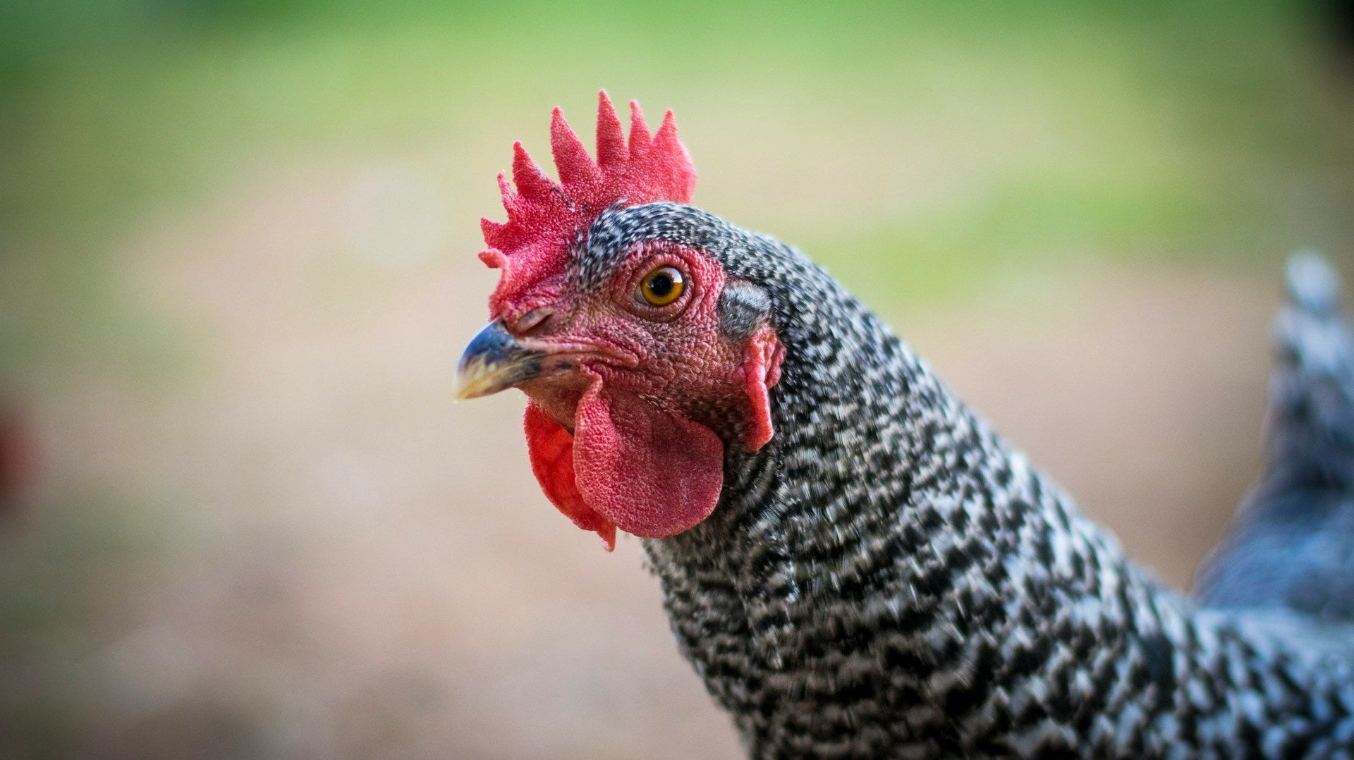 Comparing Heritage vs. Jidori Premium Chicken