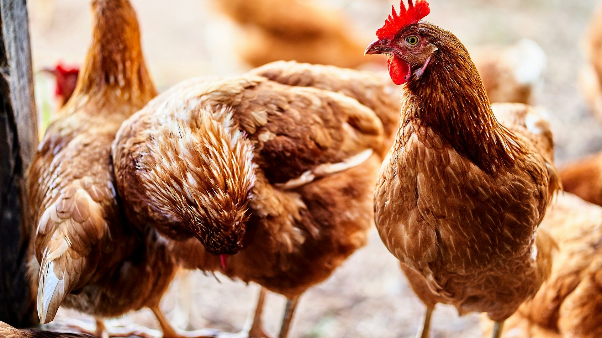 Antibiotic Free Chicken: Healthier, Tastier, and More Responsible