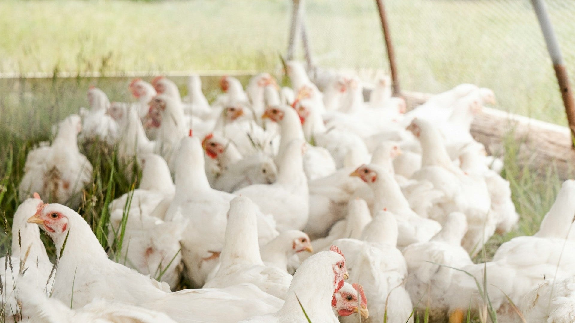 Bird Flu: Myths, Facts, and What You Really Need to Know