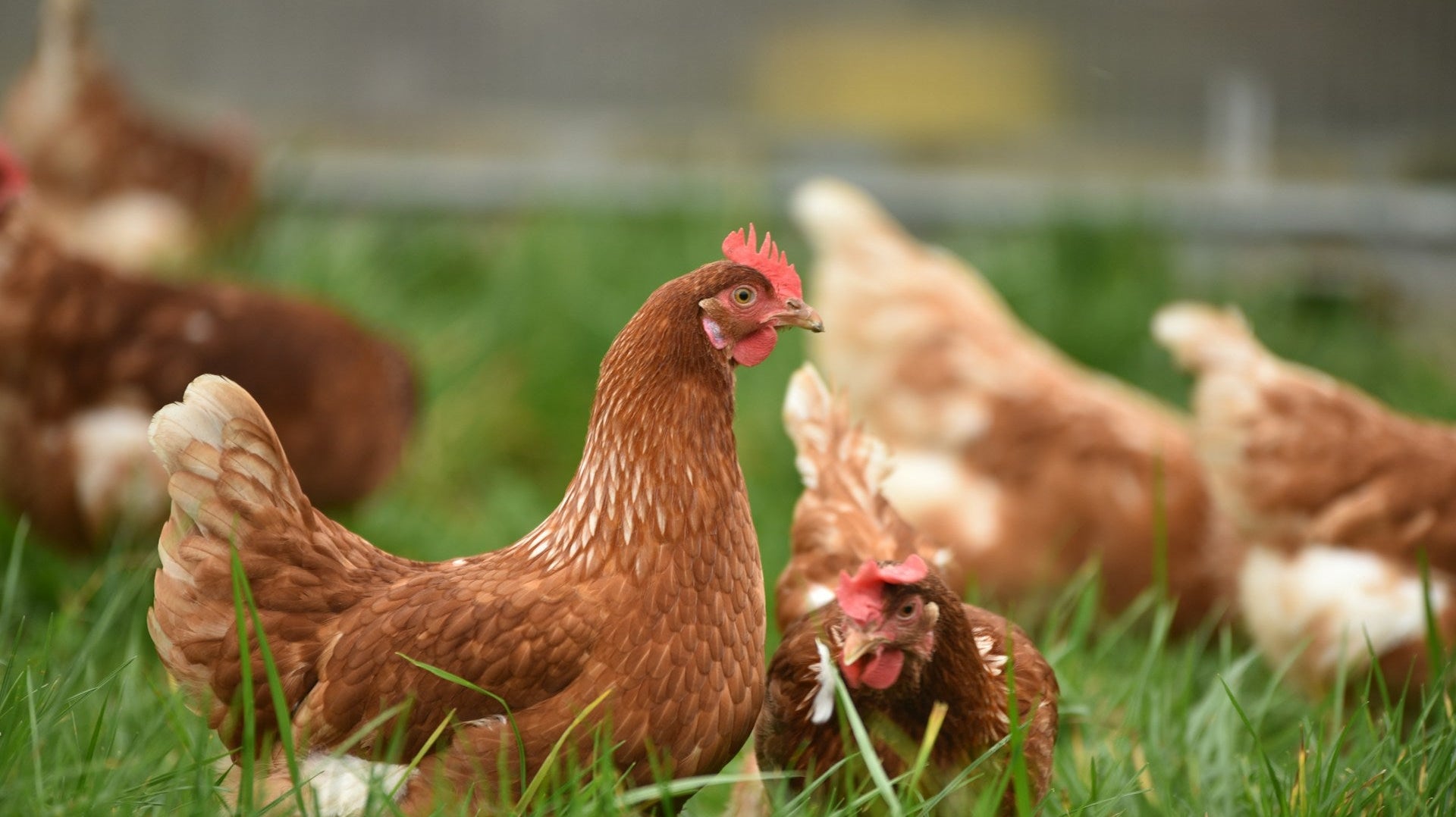 The Essence of Jidori: Japan’s Premium Free-Range Chicken