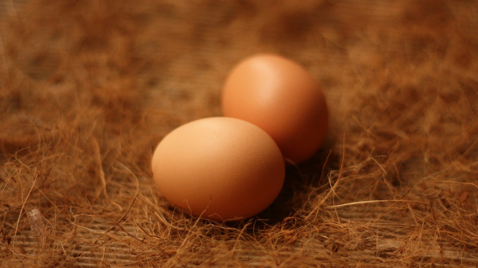 What came first, the chicken or the egg?