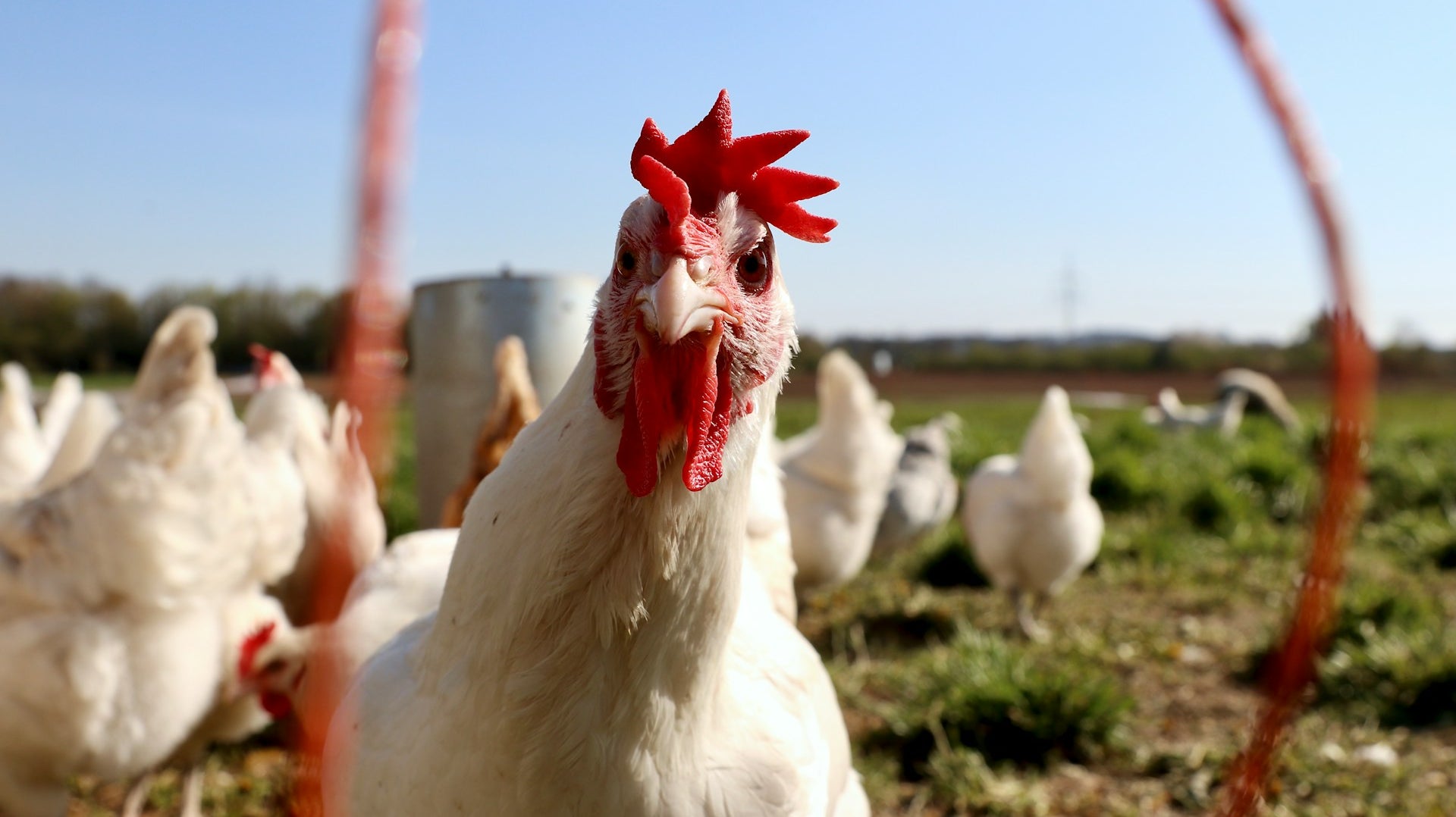 The Realities behind "Pasture-Raised" Chicken