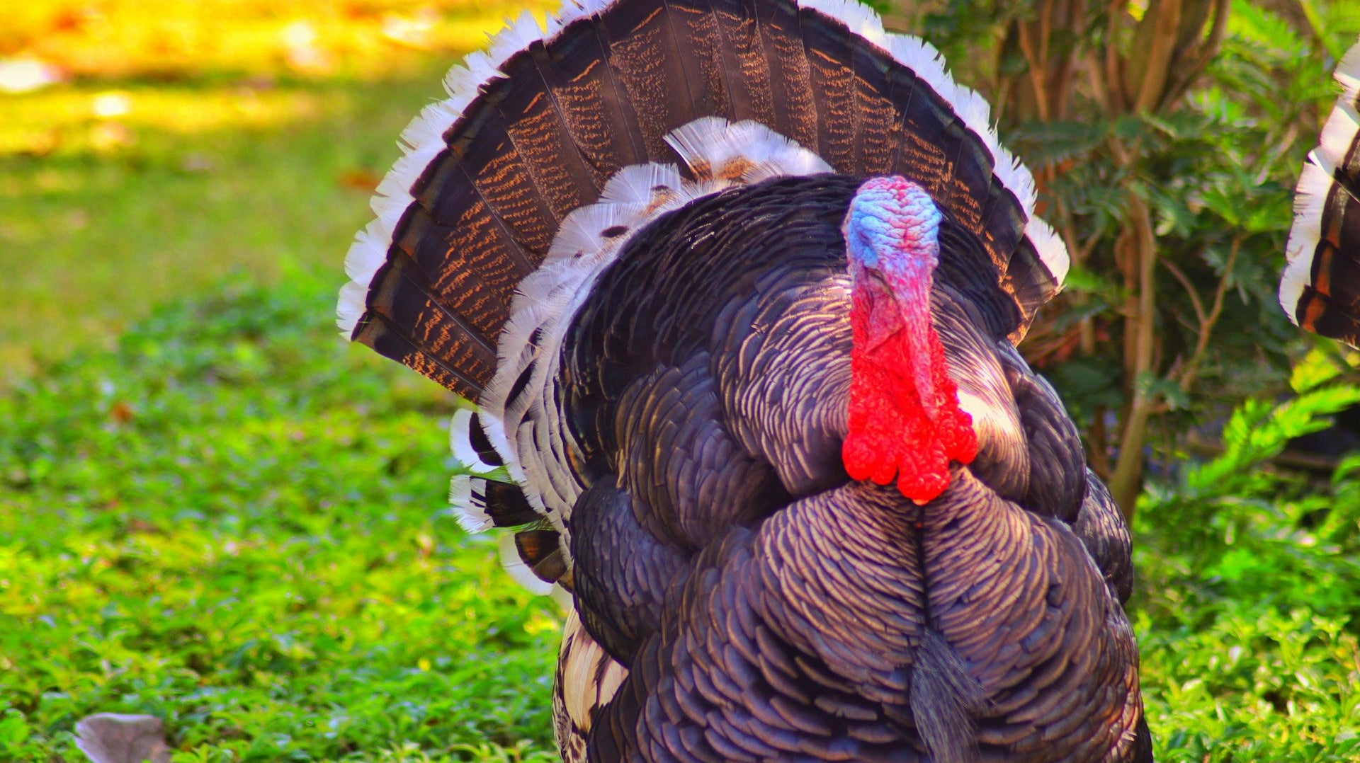 Finding the Jidori of Turkey: A Guide to Premium Thanksgiving Birds