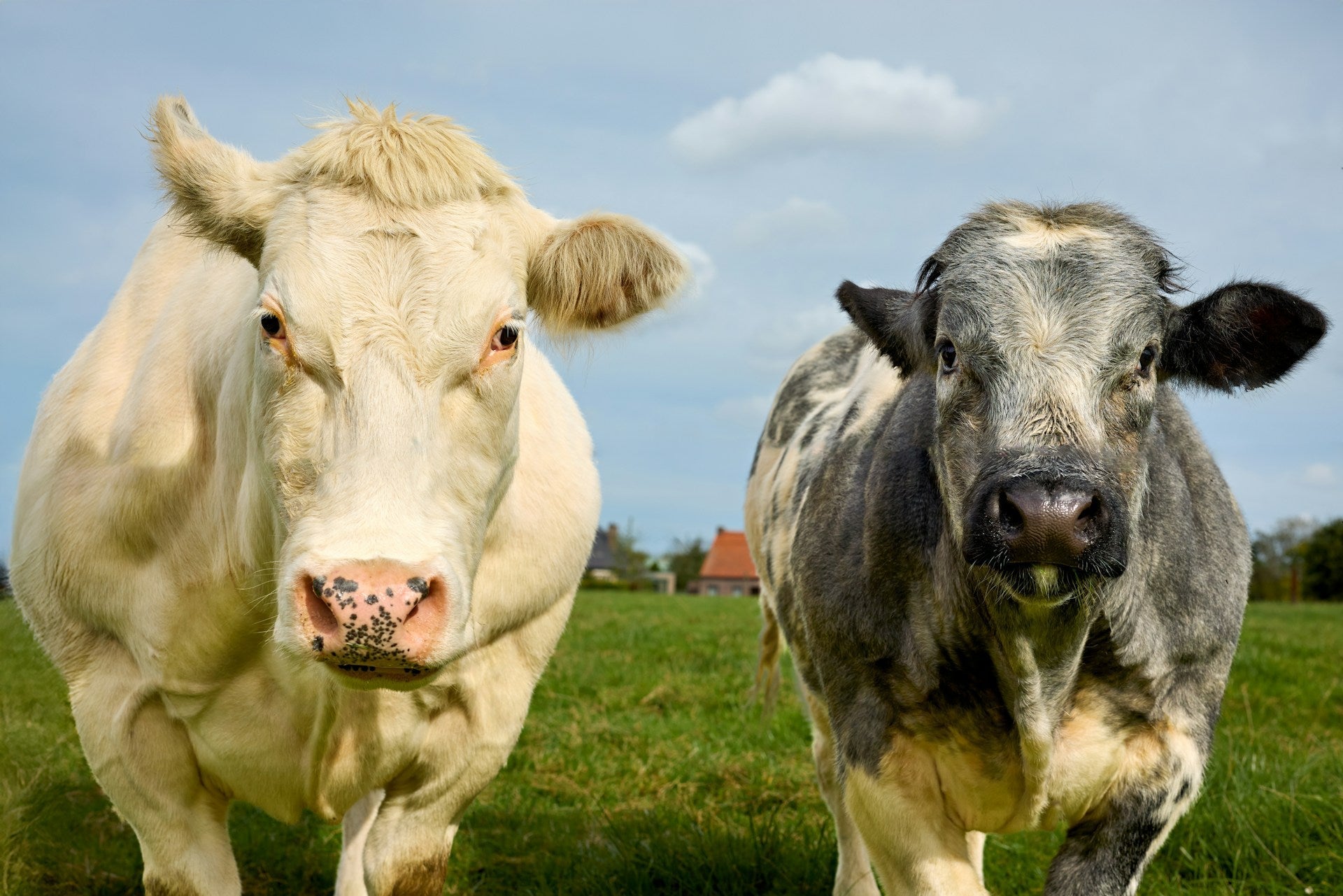 Meatflation: Is Premium Jidori Chicken Better Value and More Affordable Than Beef?