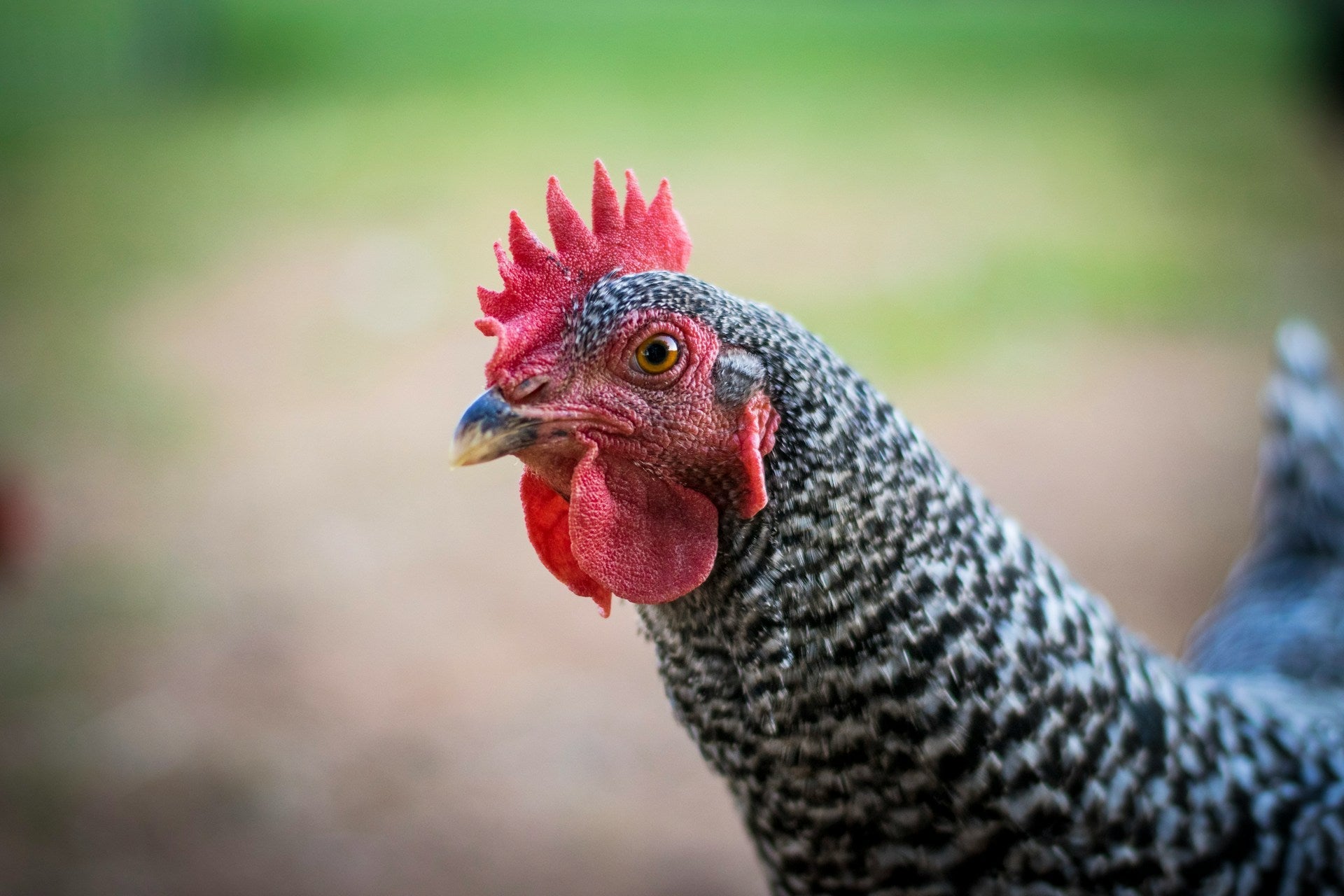 Comparing Heritage vs. Jidori Premium Chicken