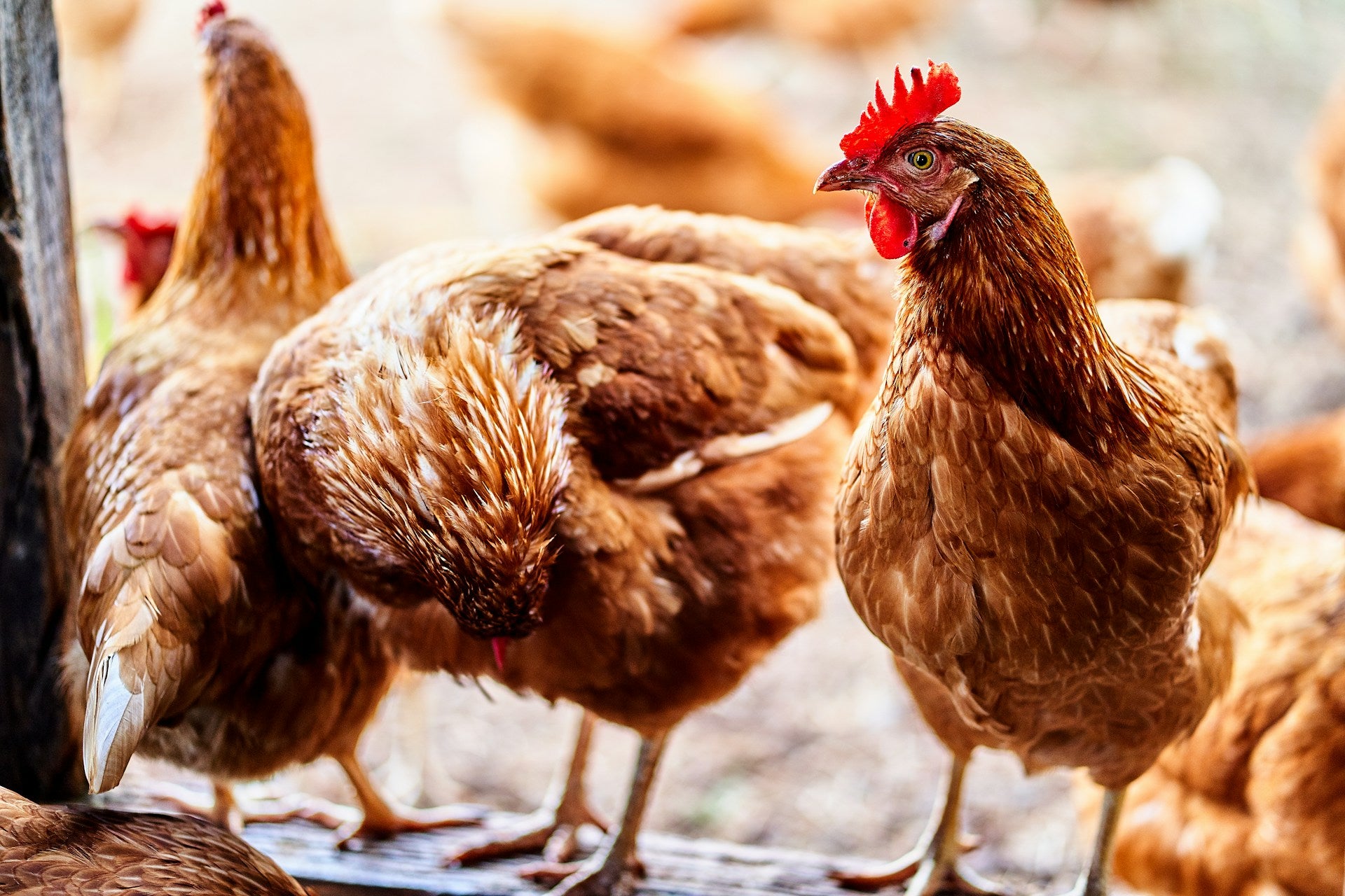 Antibiotic Free Chicken: Healthier, Tastier, and More Responsible