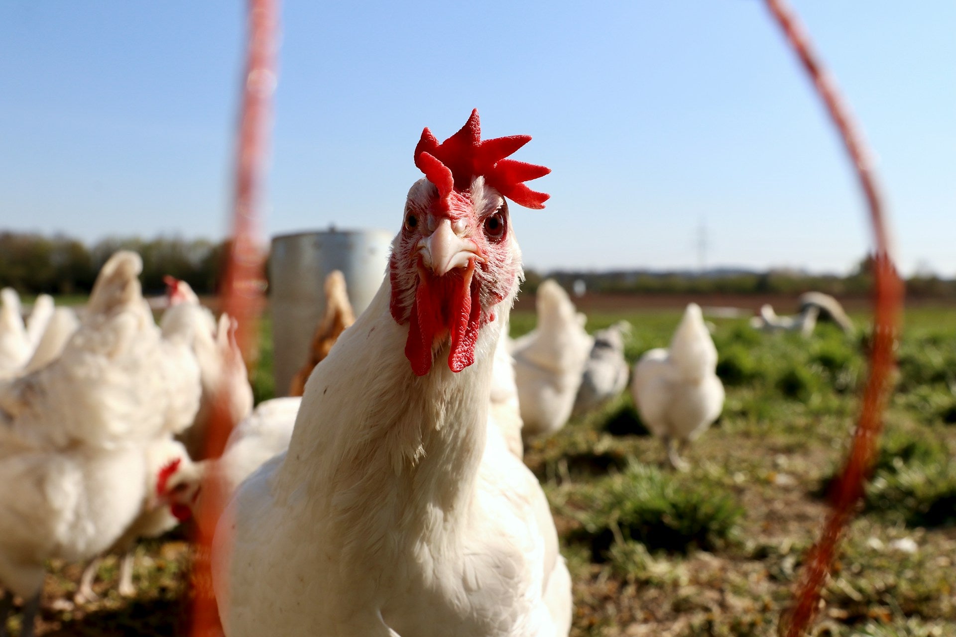 The Realities behind "Pasture-Raised" Chicken