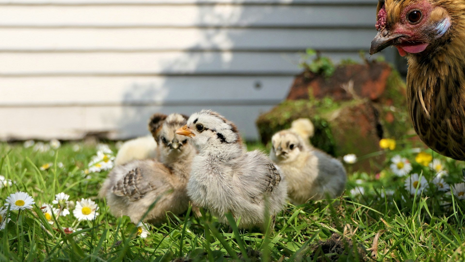 "I'm No Spring Chicken" - A Classic Phrase for Modern Kitchens