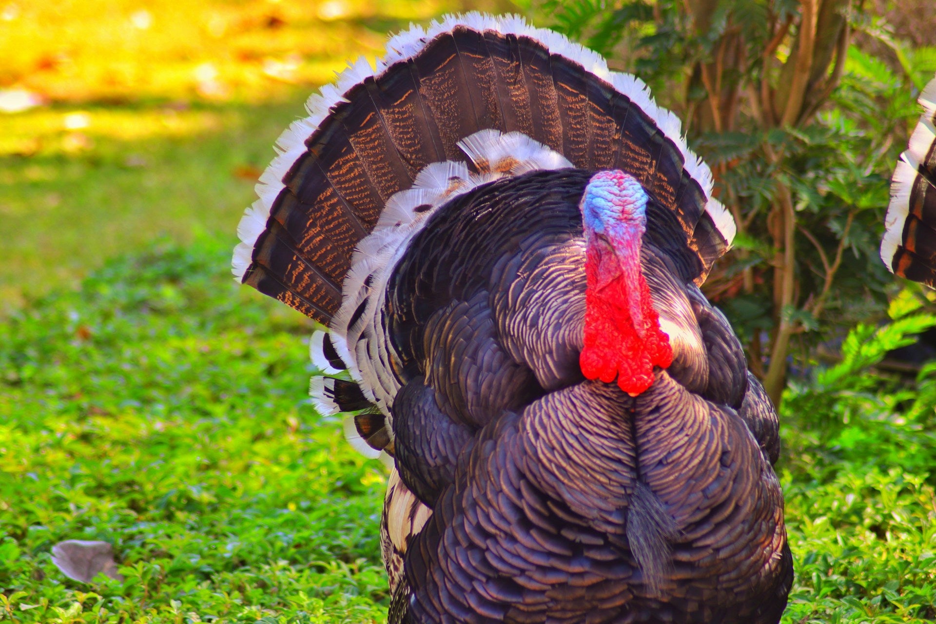Finding the Jidori of Turkey: A Guide to Premium Thanksgiving Birds