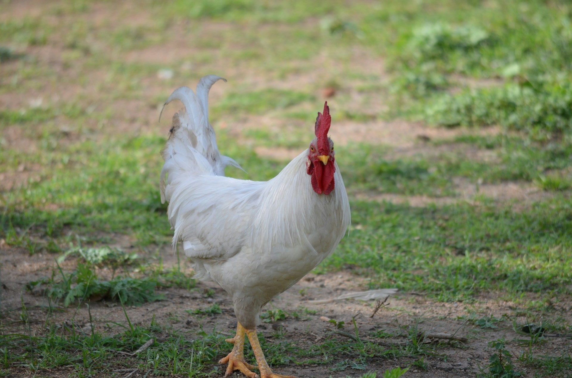 From Our Farm to Your Doorstep: The Jidori Chicken Process